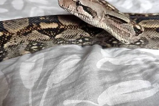 Samiec boa constrictor/imperator