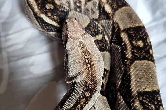 Samiec boa constrictor/imperator, Mazowieckie, Pruszków