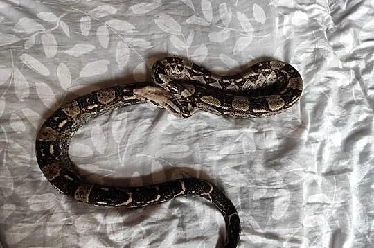 Samiec boa constrictor/imperator, Mazowieckie, Pruszków