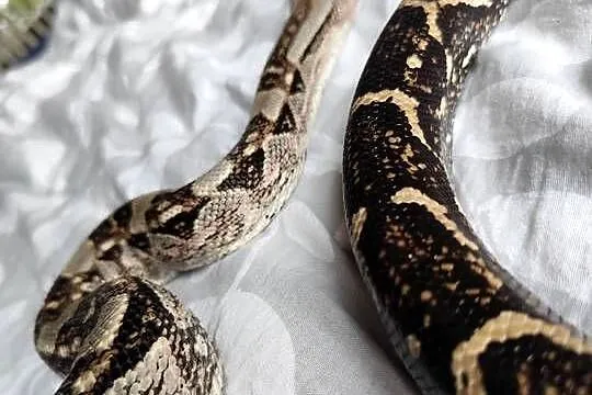 Samiec boa constrictor/imperator, Mazowieckie, Pruszków