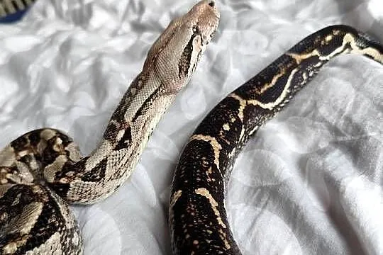Samiec boa constrictor/imperator, Mazowieckie, Pruszków