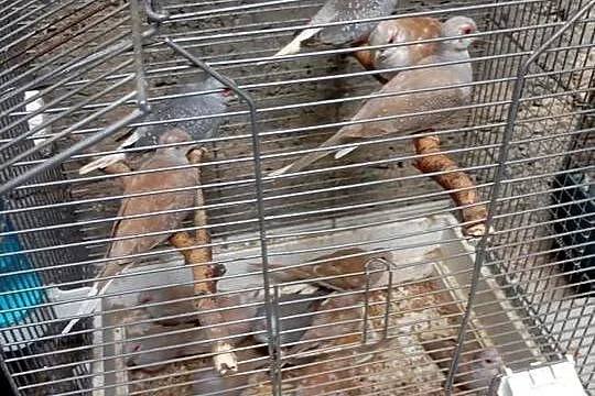 Gołąbki diamentowe czerwone szeki i standardy, Łódzkie, Wrzesiny