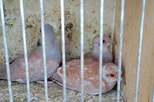 Gołąbki diamentowe czerwone szeki i standardy, Łódzkie, Wrzesiny