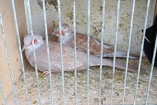 Gołąbki diamentowe czerwone szeki i standardy, Łódzkie, Wrzesiny