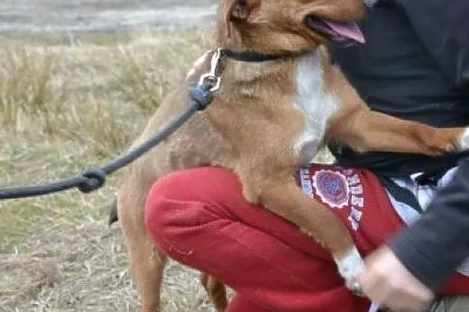 Rudy Bazylek traci nadzieję - pomóż mu uwierzyć, ż