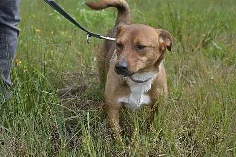 Rudy Bazylek traci nadzieję - pomóż mu uwierzyć, ż