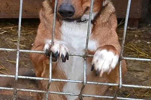 Rudy Bazylek traci nadzieję - pomóż mu uwierzyć, ż