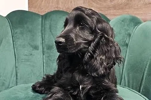 Cocker Spaniel Angielski