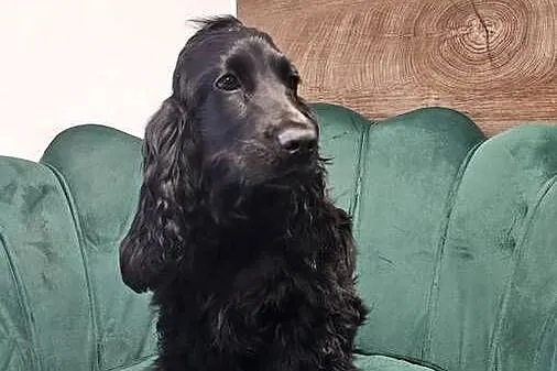 Cocker Spaniel Angielski, Opolskie, Jasienie