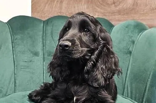 Cocker Spaniel Angielski, Opolskie, Jasienie