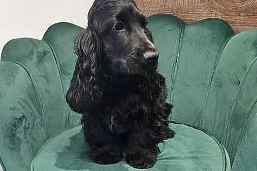 Cocker Spaniel Angielski, Opolskie, Jasienie