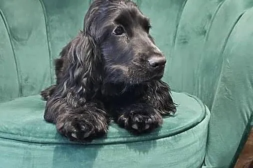 Cocker Spaniel Angielski, Opolskie, Jasienie