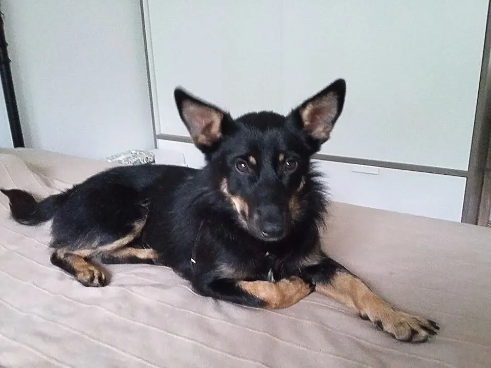 Pongo, mały i niewielki wesoły psiak, lubiący psy