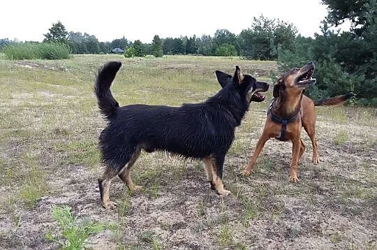 Pongo, mały i niewielki wesoły psiak, lubiący psy 