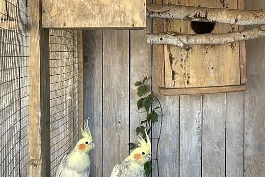Sprzedam papugi różne, Wielkopolskie, Raszków