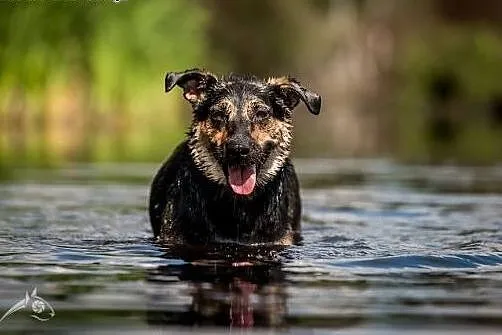 Komu, komu? Młoda SARA do adopcji!,  świętokrzyski