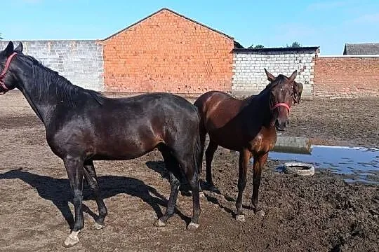 Wałachy wielkopolskie https: / vm.tiktok.com / ZN8jDYRFQ /, Wielkopolskie, Raszków