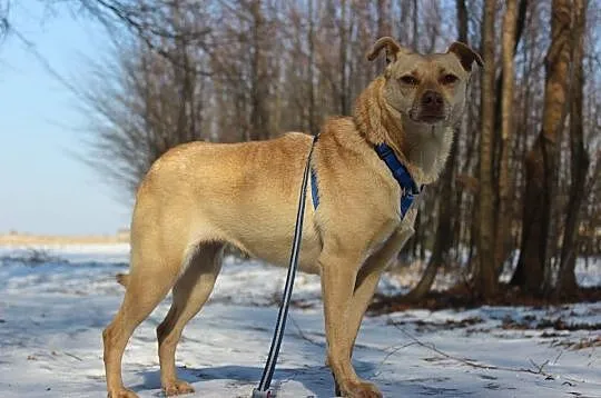 Suri - filigranowa delikatna sunia pilnie szuka do