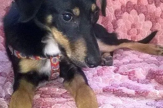 5 miesieczny,bardzo przyjacielski,adopcja!!,  świę
