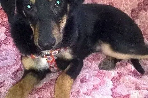 5 miesieczny,bardzo przyjacielski,adopcja!!,  świę