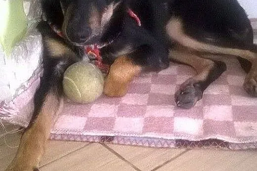 5 miesieczny,bardzo przyjacielski,adopcja!!,  świę