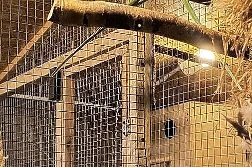 Aleksandretty Wielkie para., Śląskie, Siemianowice Śląskie