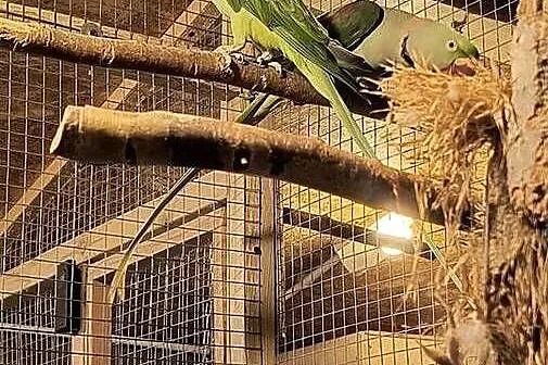 Aleksandretty Wielkie para., Śląskie, Siemianowice Śląskie