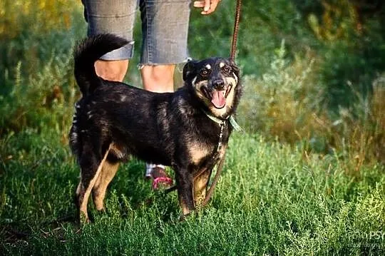 Dżeki - najcudowniejszy kundelek na świecie :)