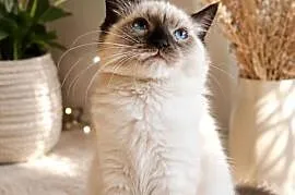 Niebieskooka kotka Ragdoll gotowa do odbioru