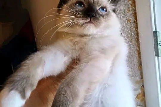 Niebieskooka kotka Ragdoll gotowa do odbioru, Łódzkie, Łódź