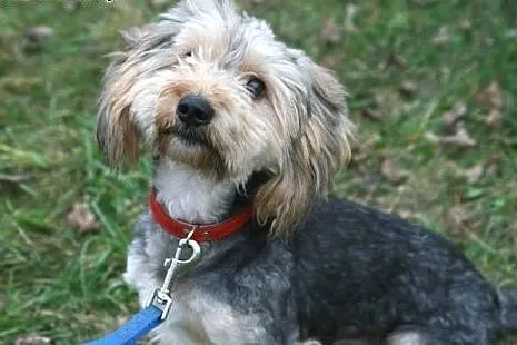 Piękny Fido &#8211; wydłużona procedura adopcy