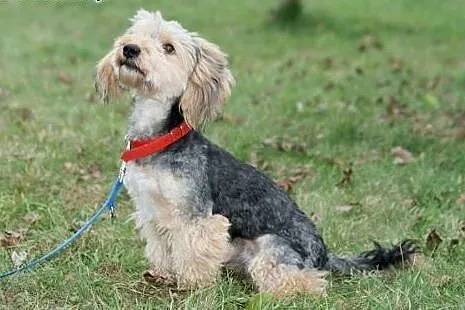 Piękny Fido &#8211; wydłużona procedura adopcy