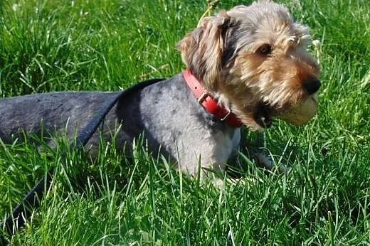 Piękny Fido &#8211; wydłużona procedura adopcy