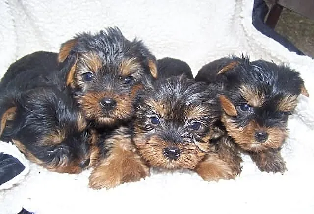Yorki
