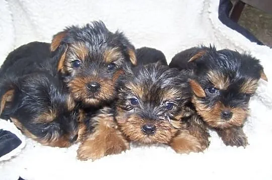 Yorki
