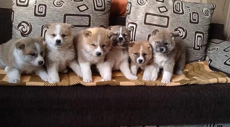 śliczne Akita inu