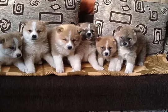 śliczne Akita inu