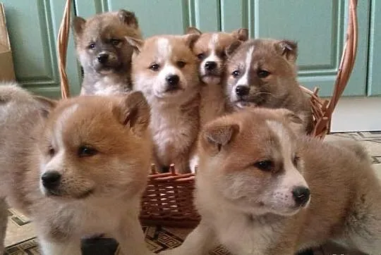 śliczne Akita inu