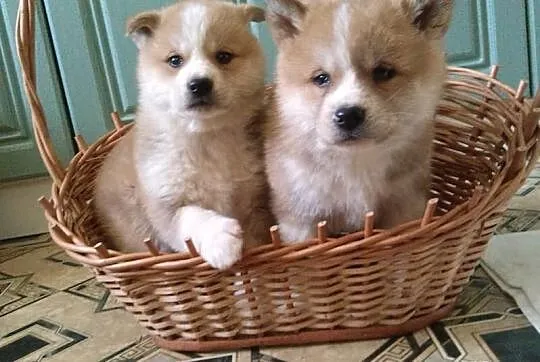 śliczne Akita inu