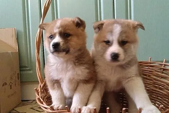 śliczne Akita inu