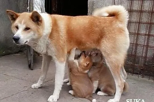 śliczne Akita inu