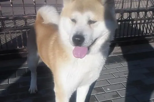 śliczne Akita inu