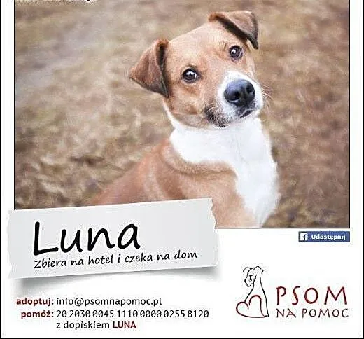 LUNA - wesoła, 2 letnia, ułożona sunia szuka domu!