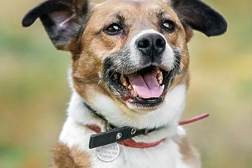 LUNA - wesoła, 2 letnia, ułożona sunia szuka domu!