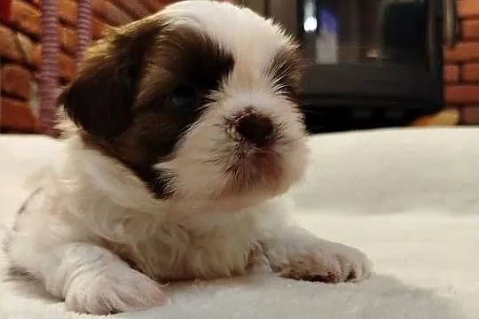 Sunia Shih Tzu rodowód