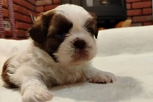 Sunia Shih Tzu rodowód, Wielkopolskie, Złotków
