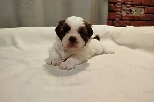 Sunia Shih Tzu rodowód, Wielkopolskie, Złotków