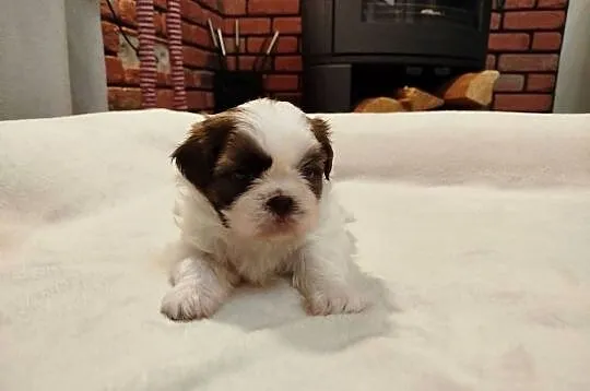 Sunia Shih Tzu rodowód, Wielkopolskie, Złotków