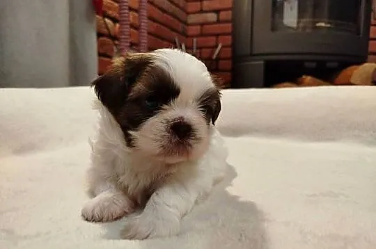 Sunia Shih Tzu rodowód, Wielkopolskie, Złotków