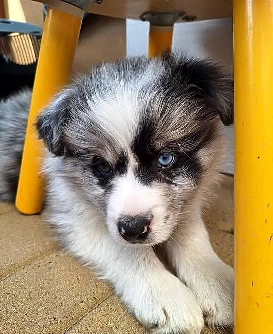 Sprzedam pieski Border Collie FCI, Podkarpackie, Dydnia